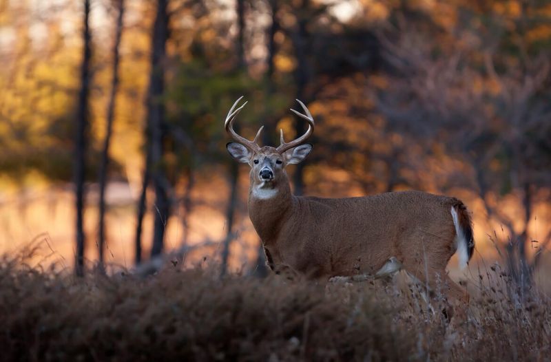Fact 10: Predators and Threats