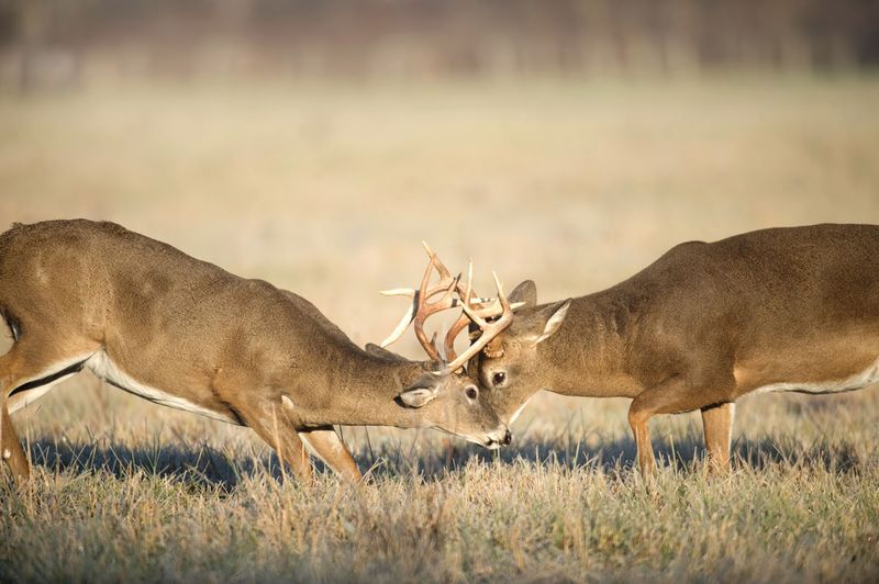 Fact 11: Rutting Season