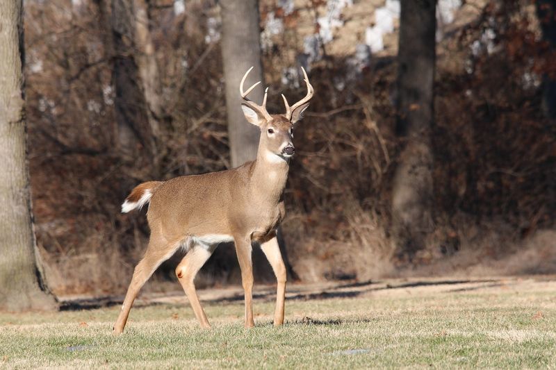 Fact 12: White Tail Significance