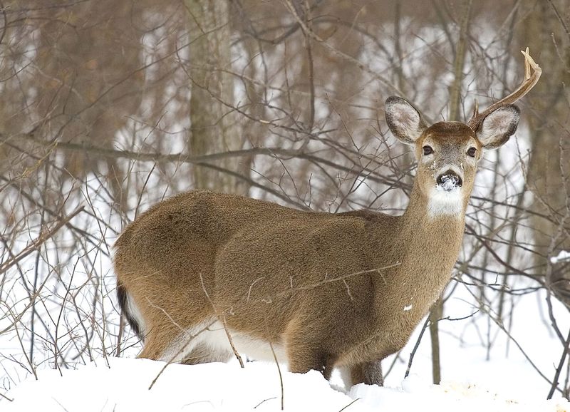 Fact 18: Antler Shedding