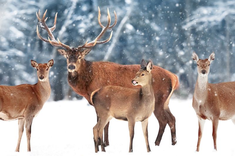 Fact 5: Seasonal Behavior