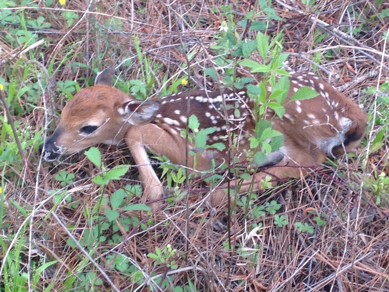 Fact 6: Fawn Camouflage