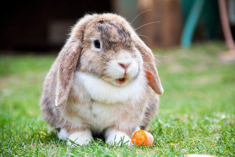 Rabbits are Crepuscular