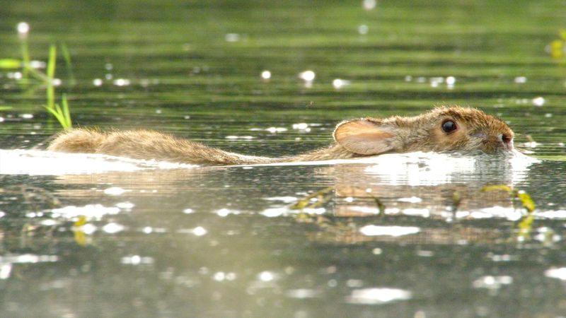 Rabbits are Excellent Swimmers
