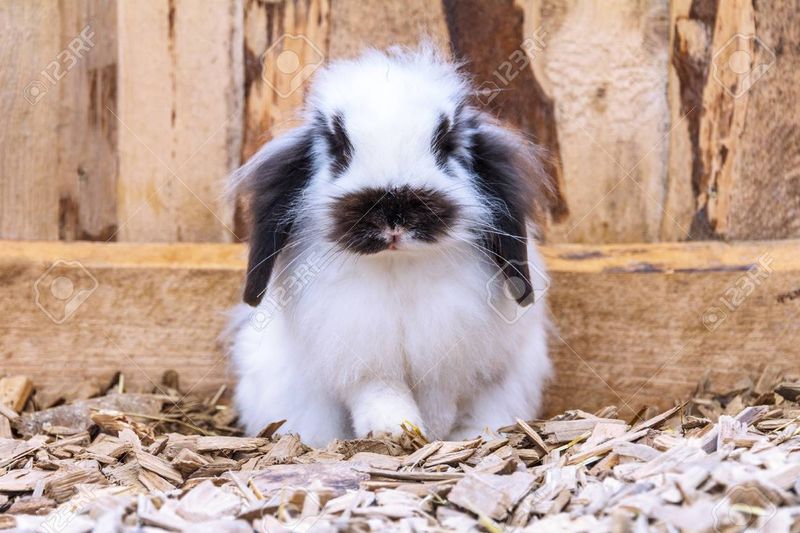The Fluffy Bunny Coat