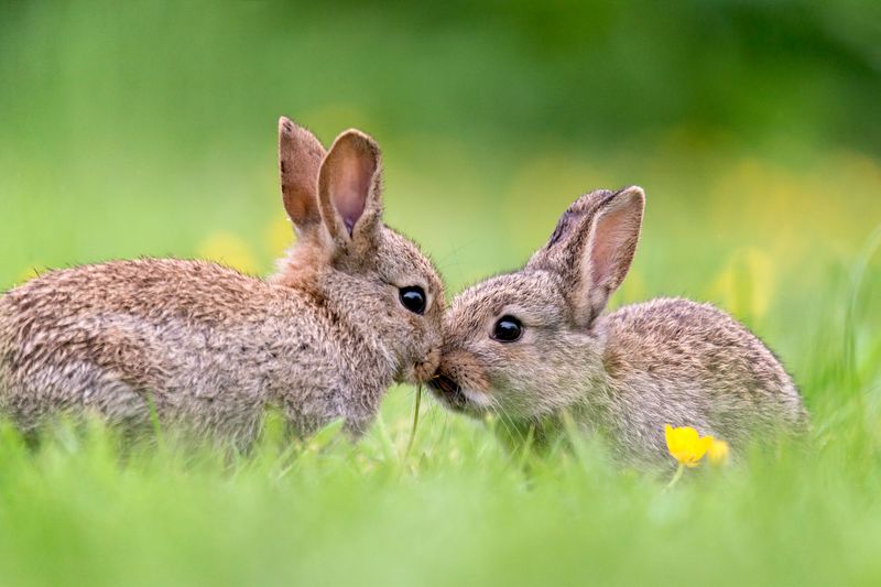 The Social Nature of Rabbits